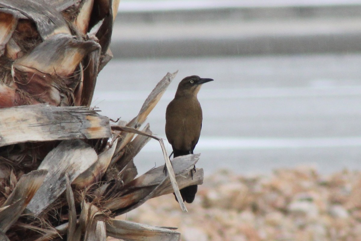 Great-tailed Grackle - ML647795261