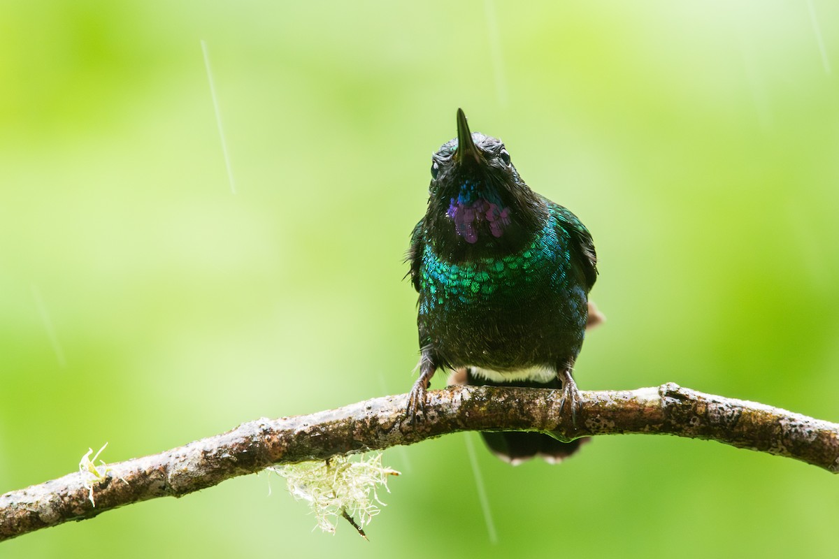 Tourmaline Sunangel - ML647795276