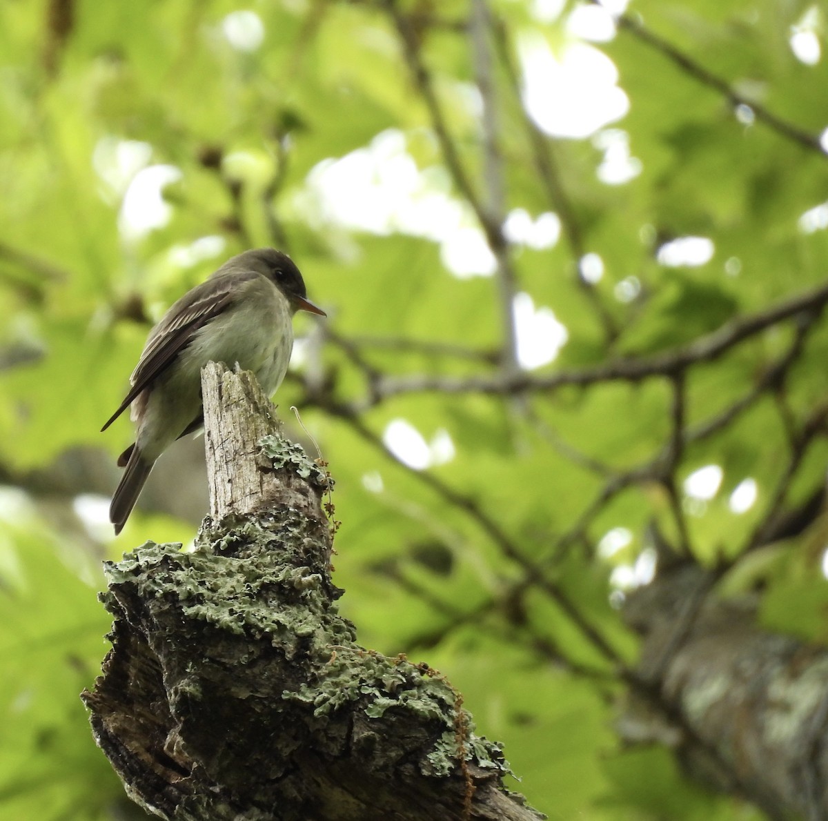 Eastern Wood-Pewee - ML647795278