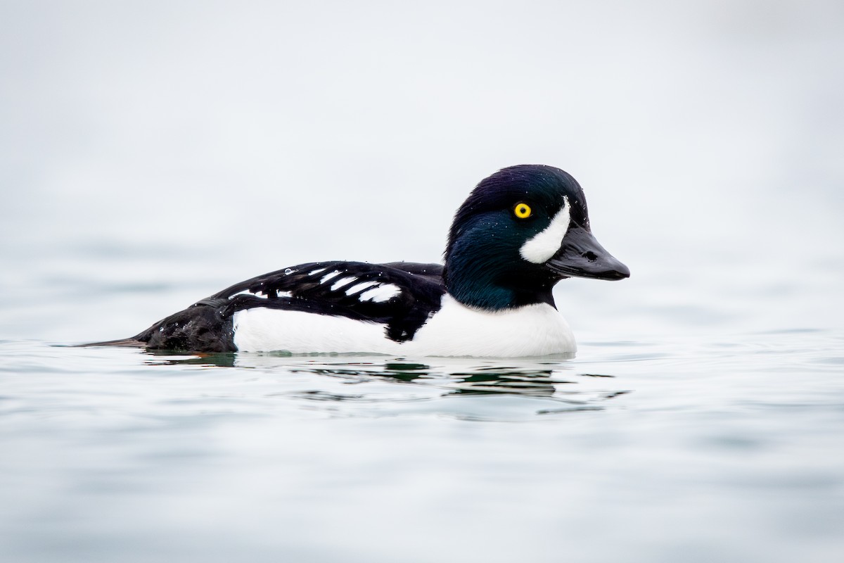 עבראש איסלנדי - ML647795281