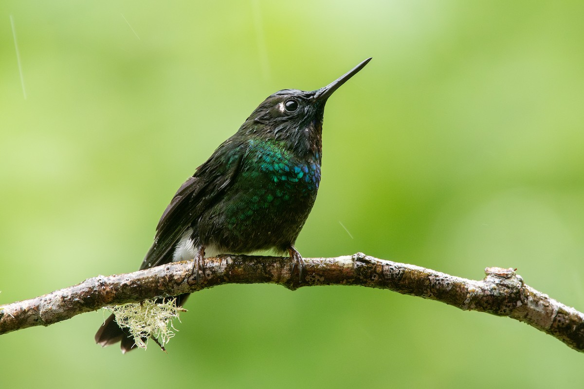 Tourmaline Sunangel - ML647795283