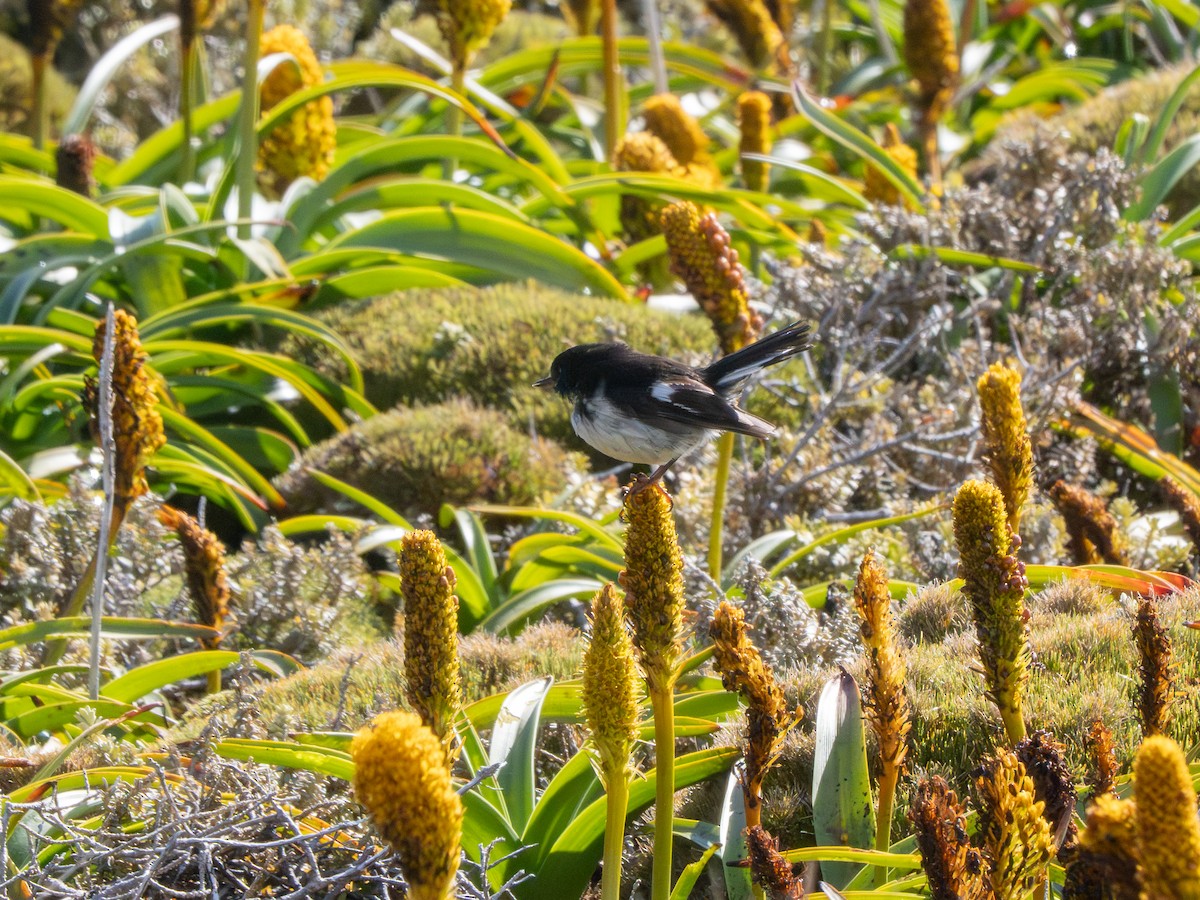 Тоутоваї великоголовий - ML647795284