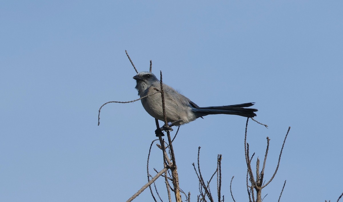 Florida Scrub-Jay - ML647795297