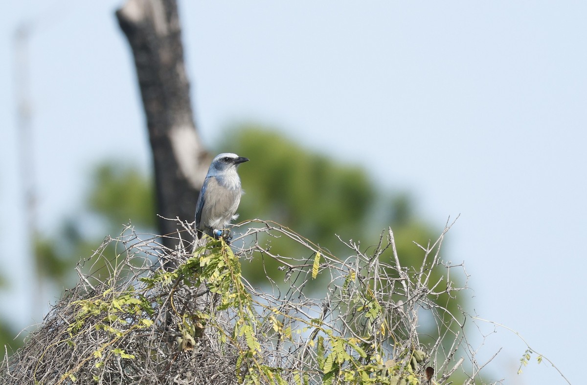 Florida Scrub-Jay - ML647795298