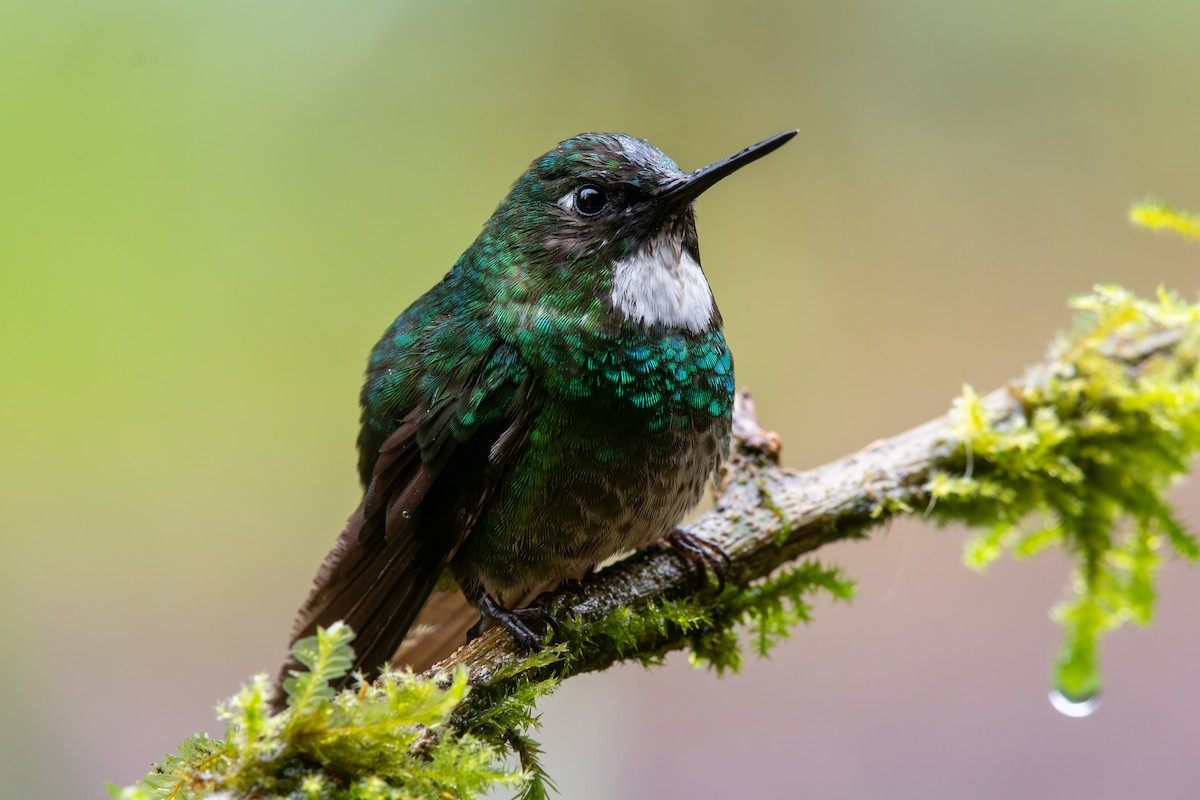 Tourmaline Sunangel - ML647795305