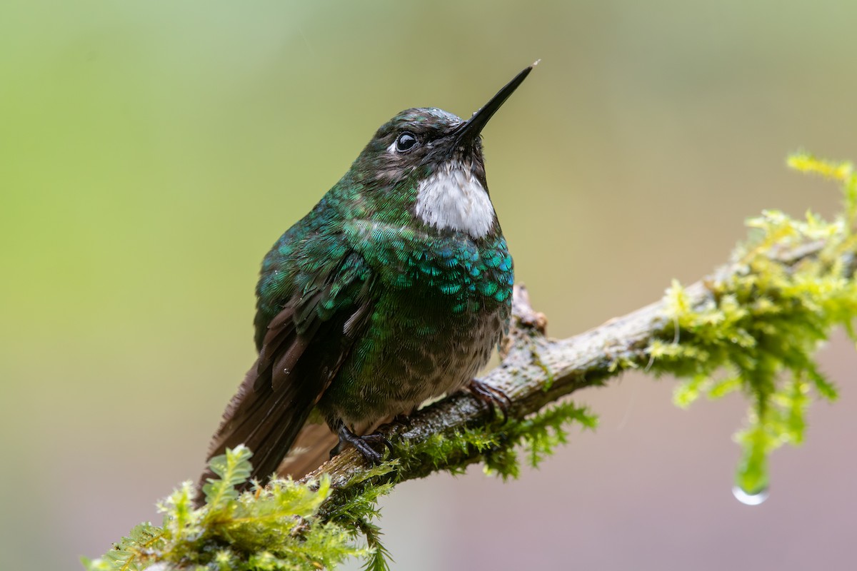 Tourmaline Sunangel - ML647795306