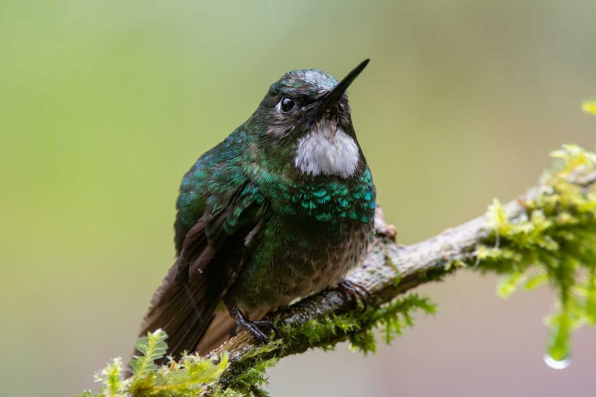 Tourmaline Sunangel - ML647795307