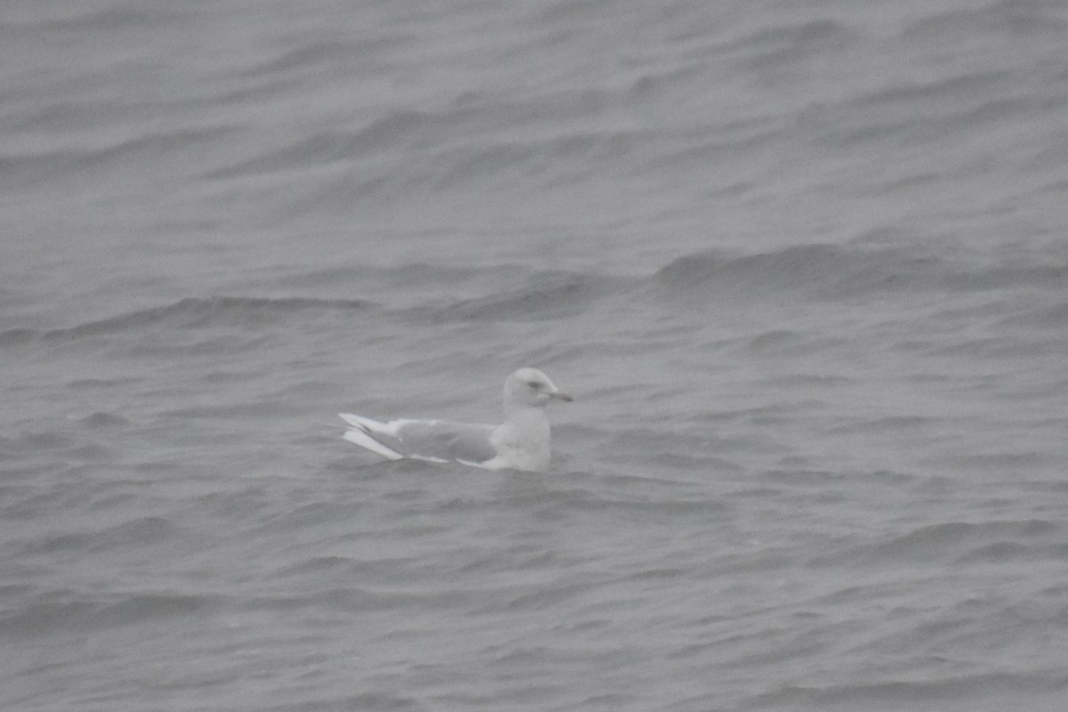 アイスランドカモメ - ML647795319