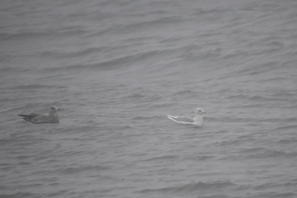 アイスランドカモメ - ML647795320