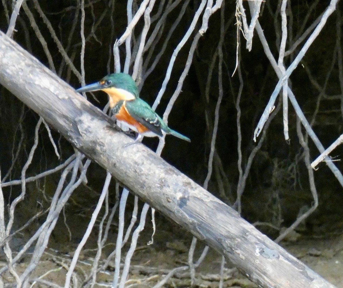 American Pygmy Kingfisher - ML647795342