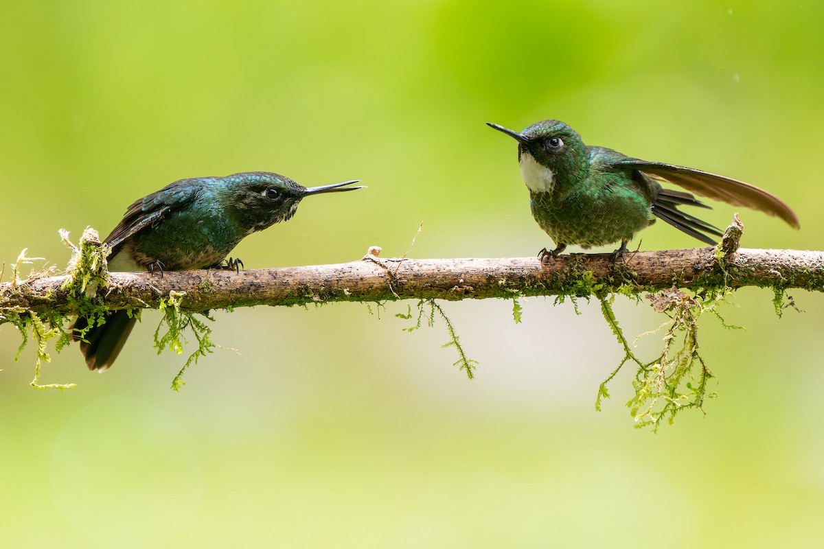 Tourmaline Sunangel - ML647795346
