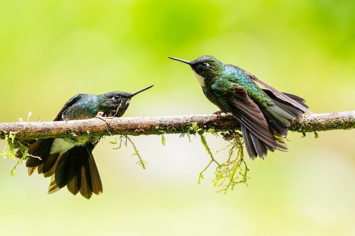 Tourmaline Sunangel - ML647795347