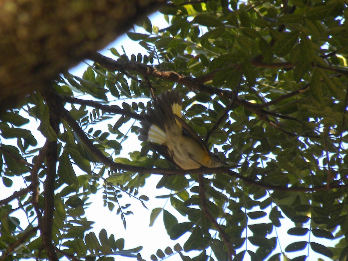 סבכון חכלילי - ML647795396