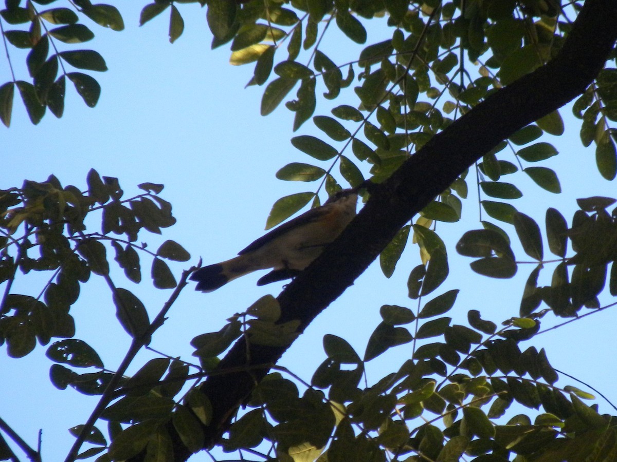 סבכון חכלילי - ML647795397