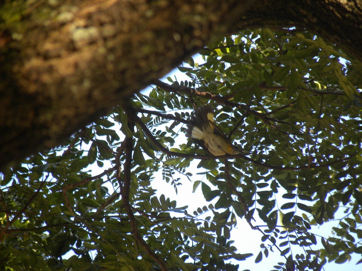 סבכון חכלילי - ML647795400