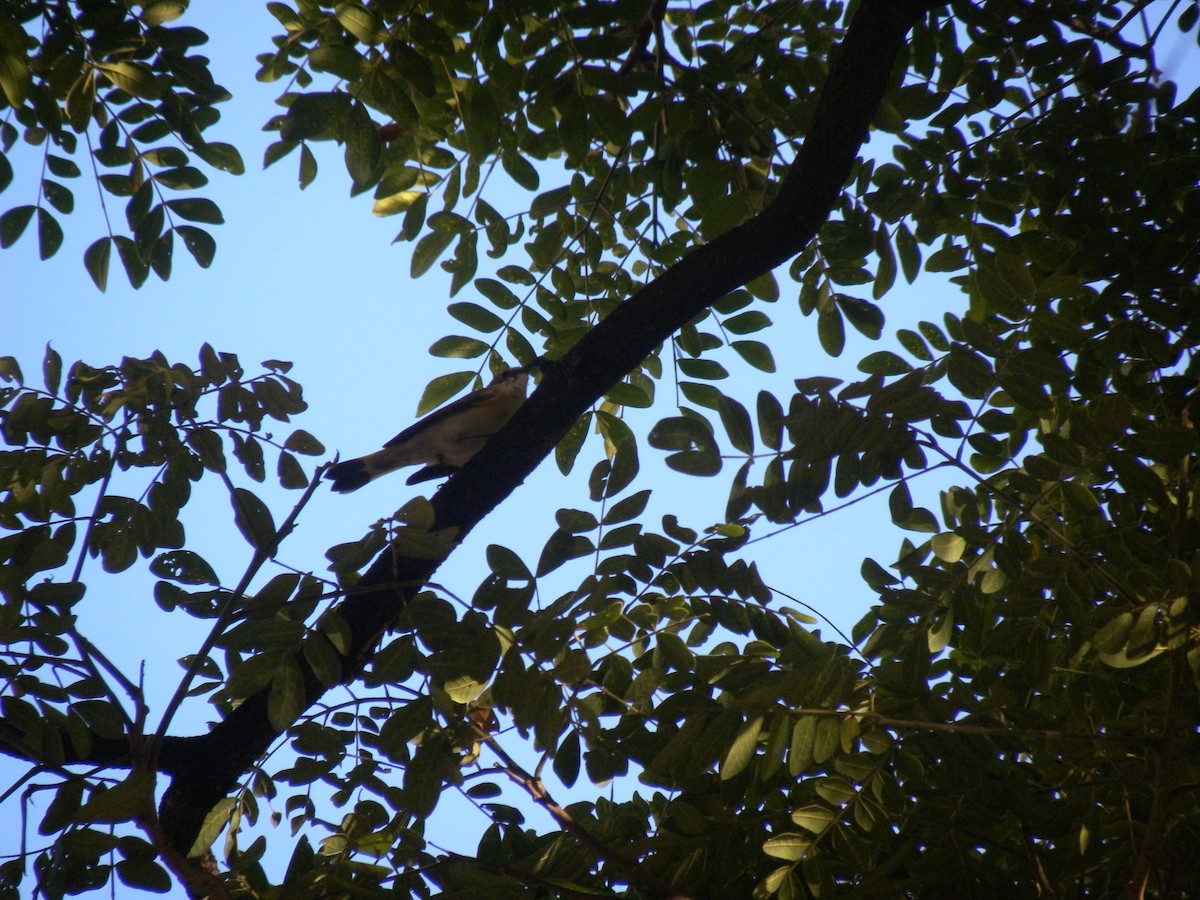 סבכון חכלילי - ML647795402
