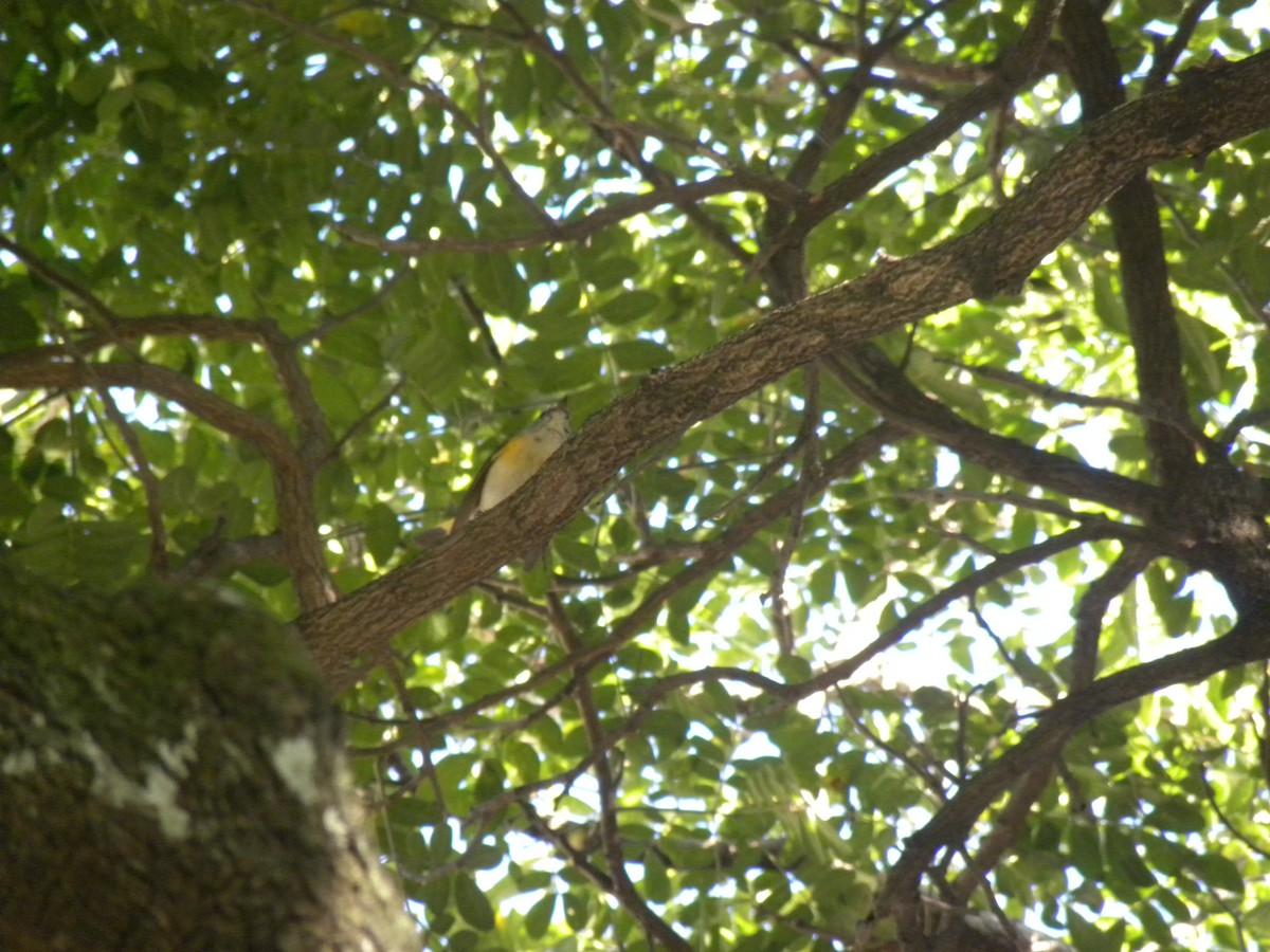 סבכון חכלילי - ML647795403