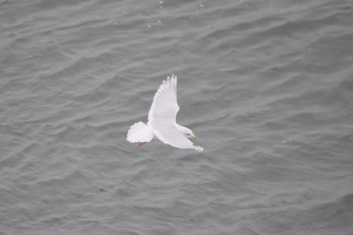 アイスランドカモメ - ML647795408