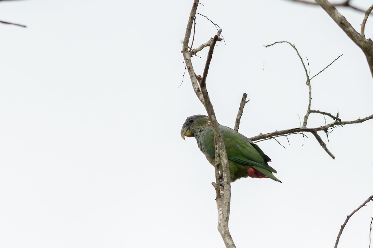 Scaly-headed Parrot - ML647795412