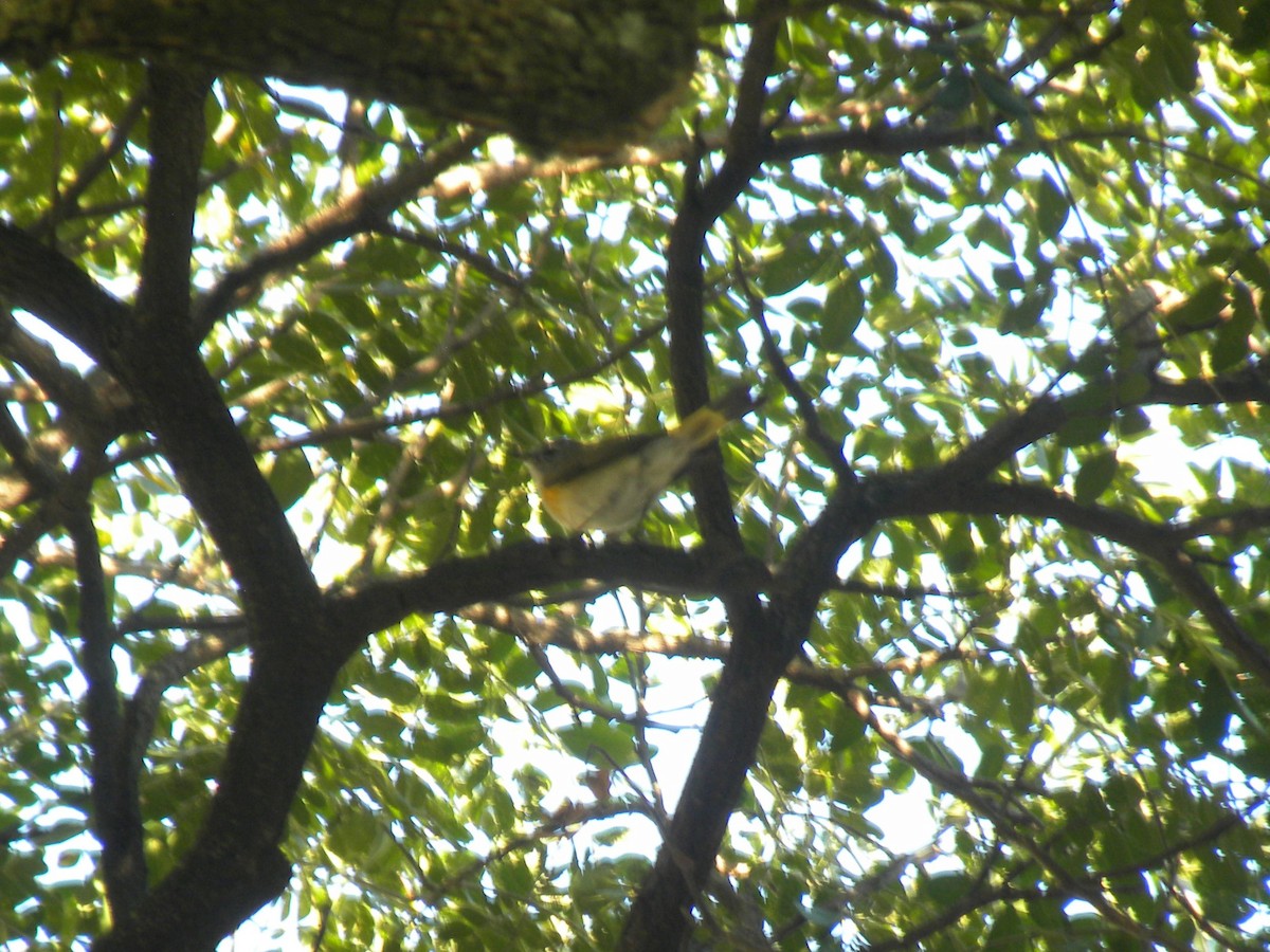 סבכון חכלילי - ML647795436