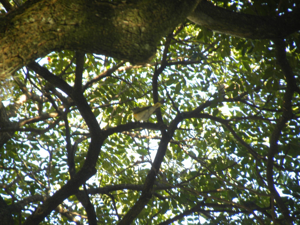 סבכון חכלילי - ML647795437