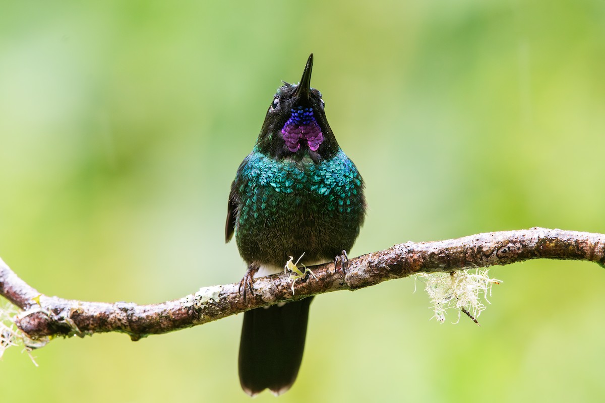 Tourmaline Sunangel - ML647795464