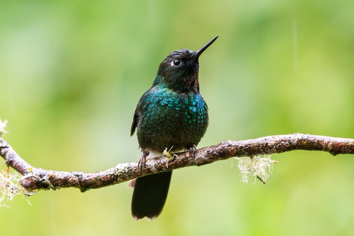 Tourmaline Sunangel - ML647795466