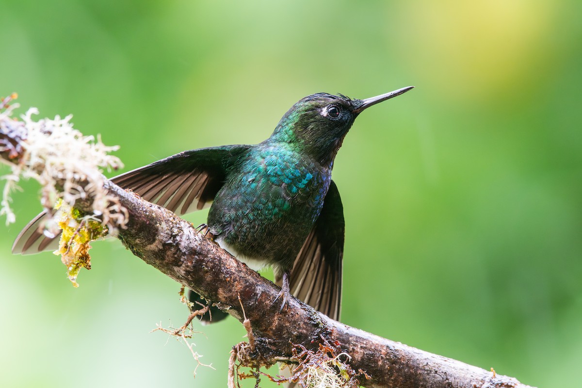 Tourmaline Sunangel - ML647795467