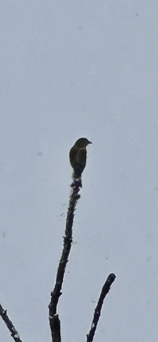 båndkorsnebb - ML647795468