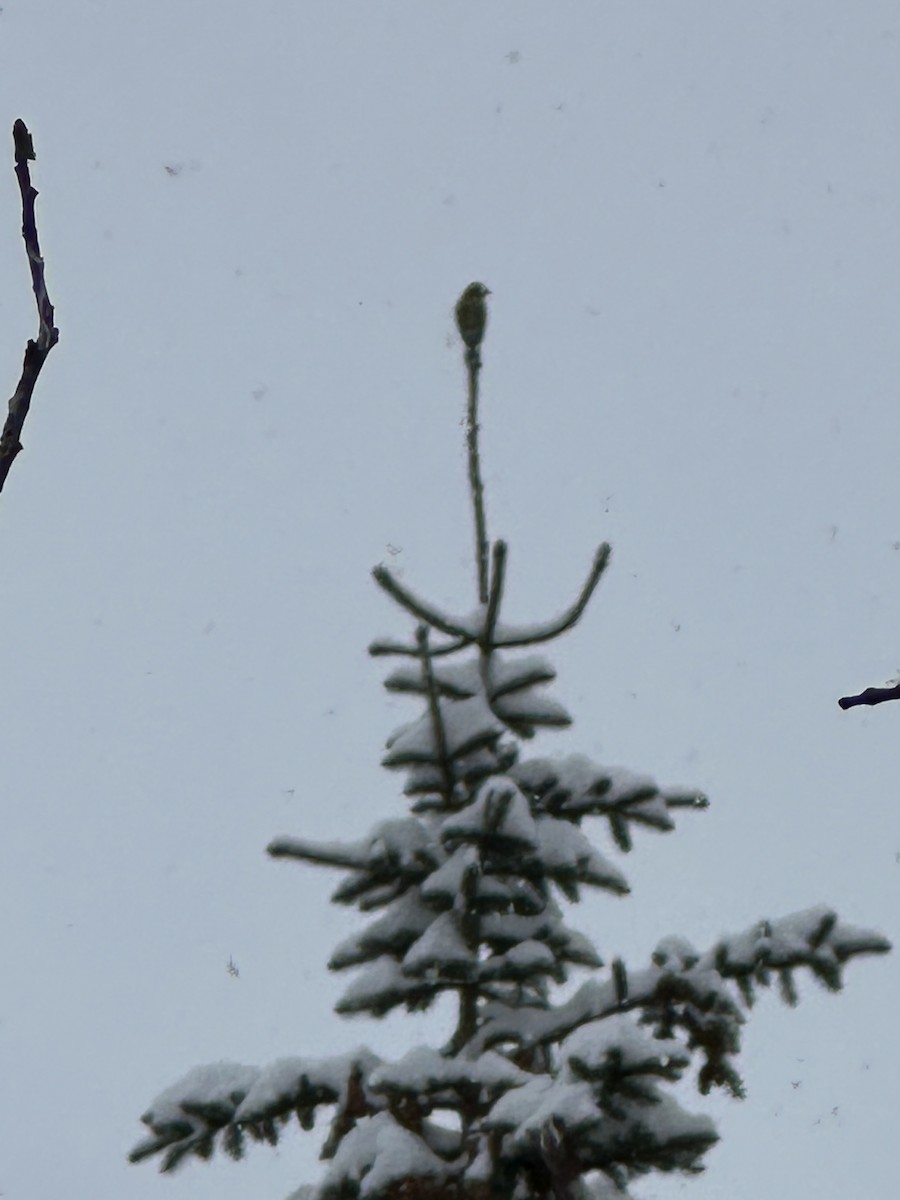 båndkorsnebb - ML647795469