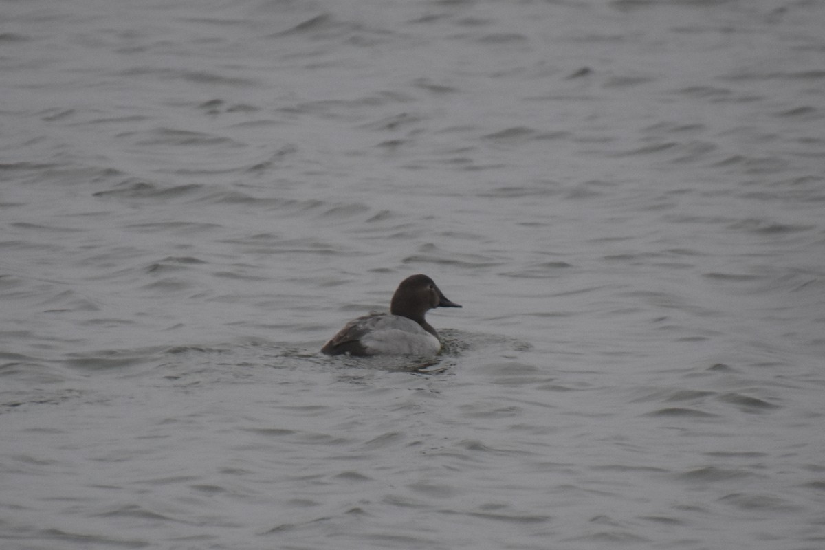 Büyük Elmabaş - ML647795475