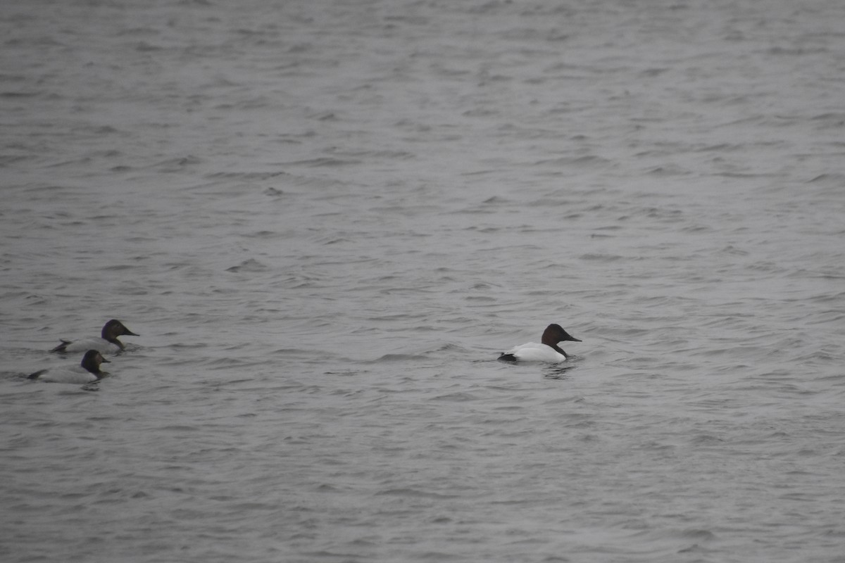 Büyük Elmabaş - ML647795477