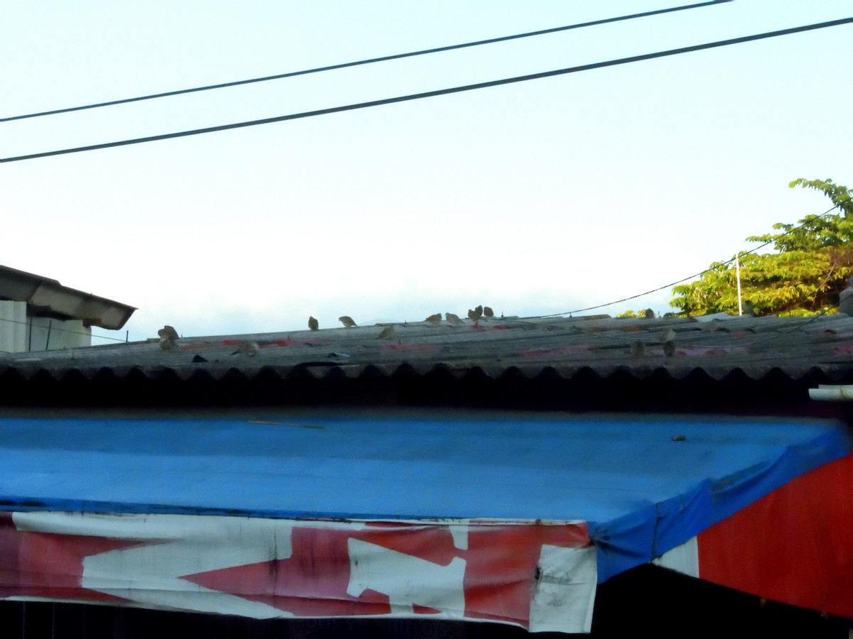 Inca Dove - ML647795500