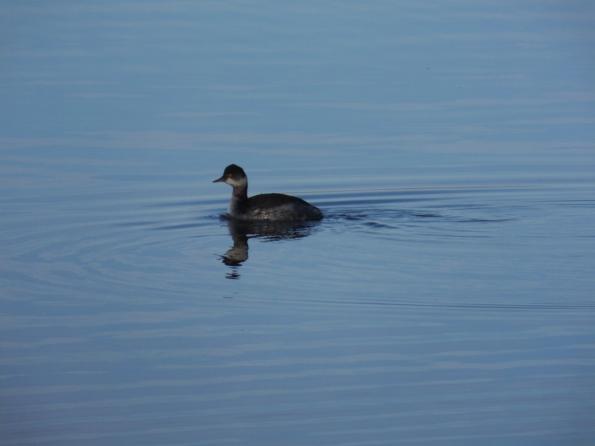 Grèbe à cou noir - ML647795513