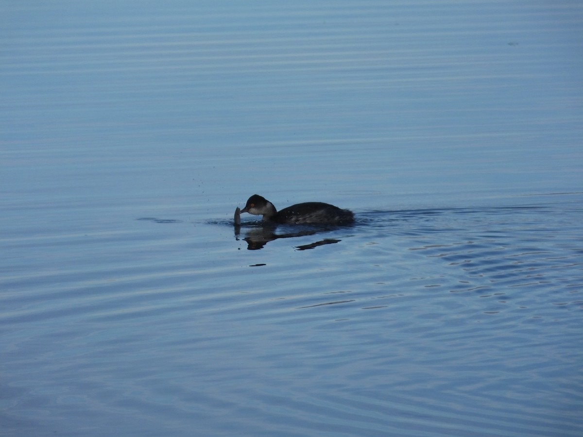 Grèbe à cou noir - ML647795552