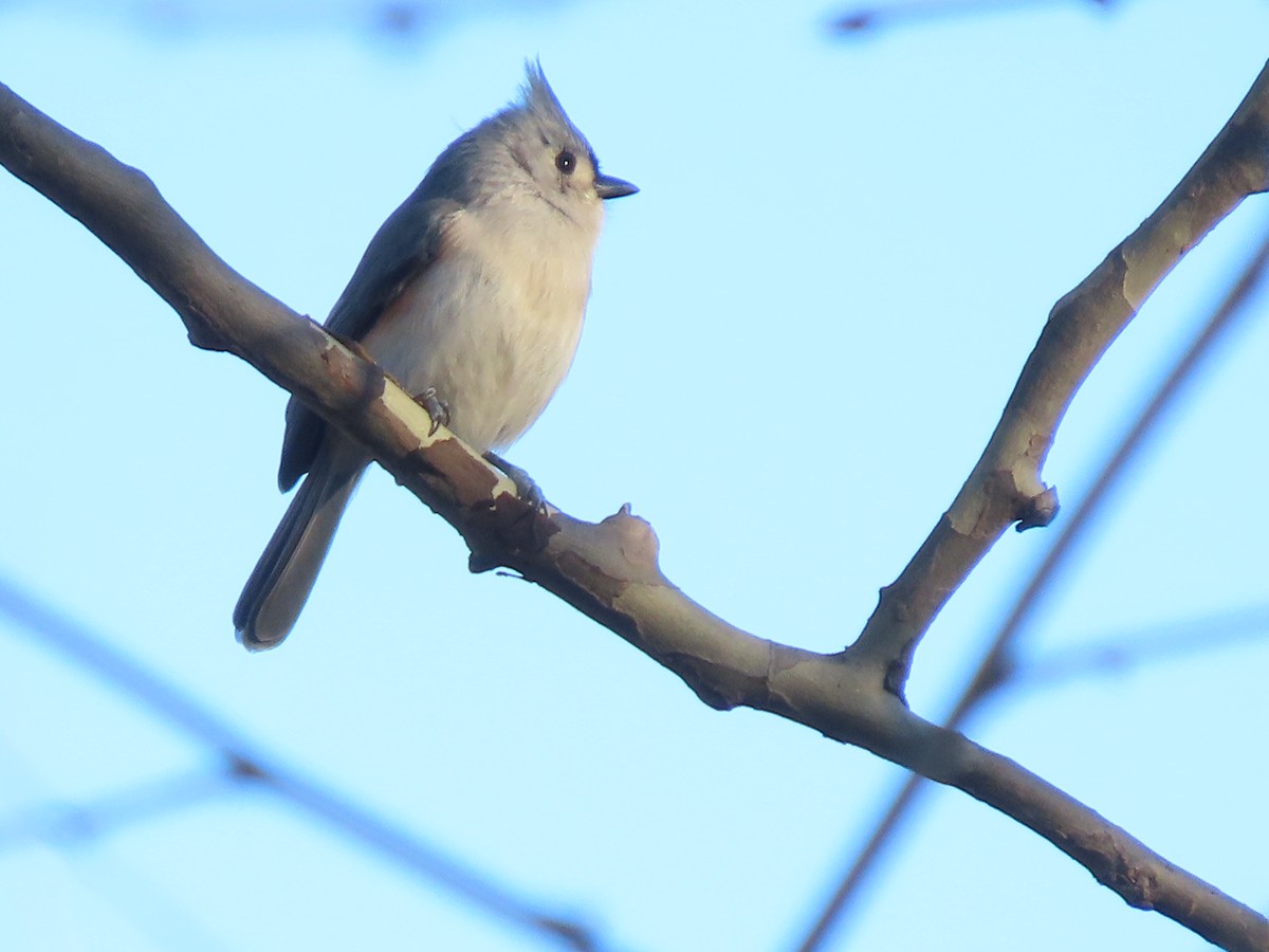 Tufted Titmouse - ML647795561