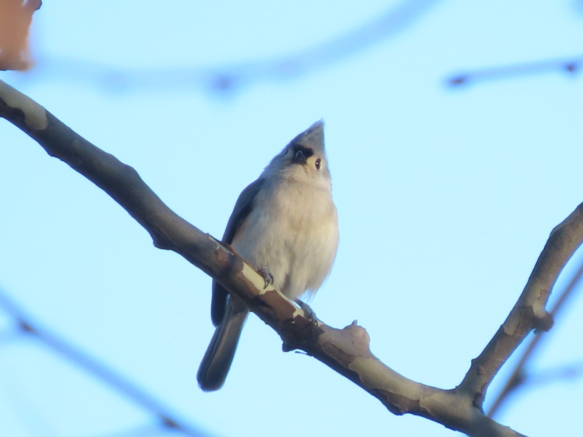 Tufted Titmouse - ML647795564