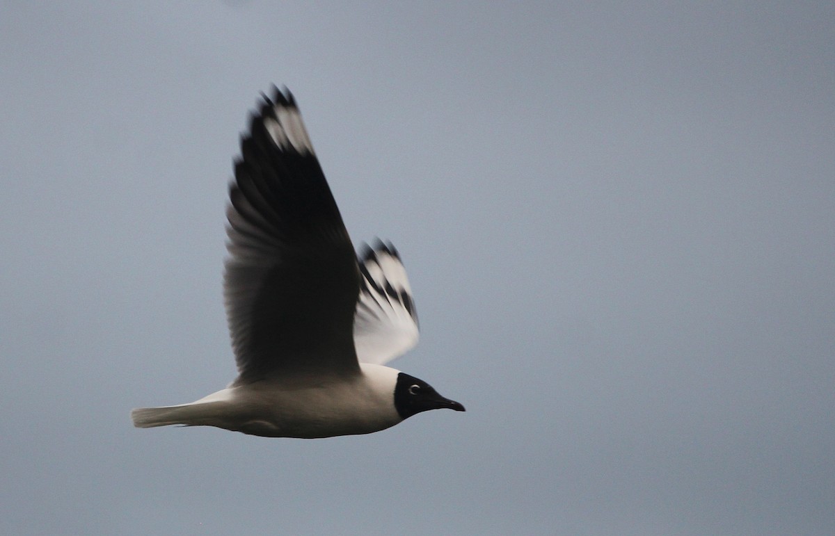 Mouette des Andes - ML647795583