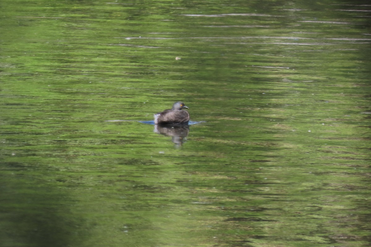 Least Grebe - ML647795595