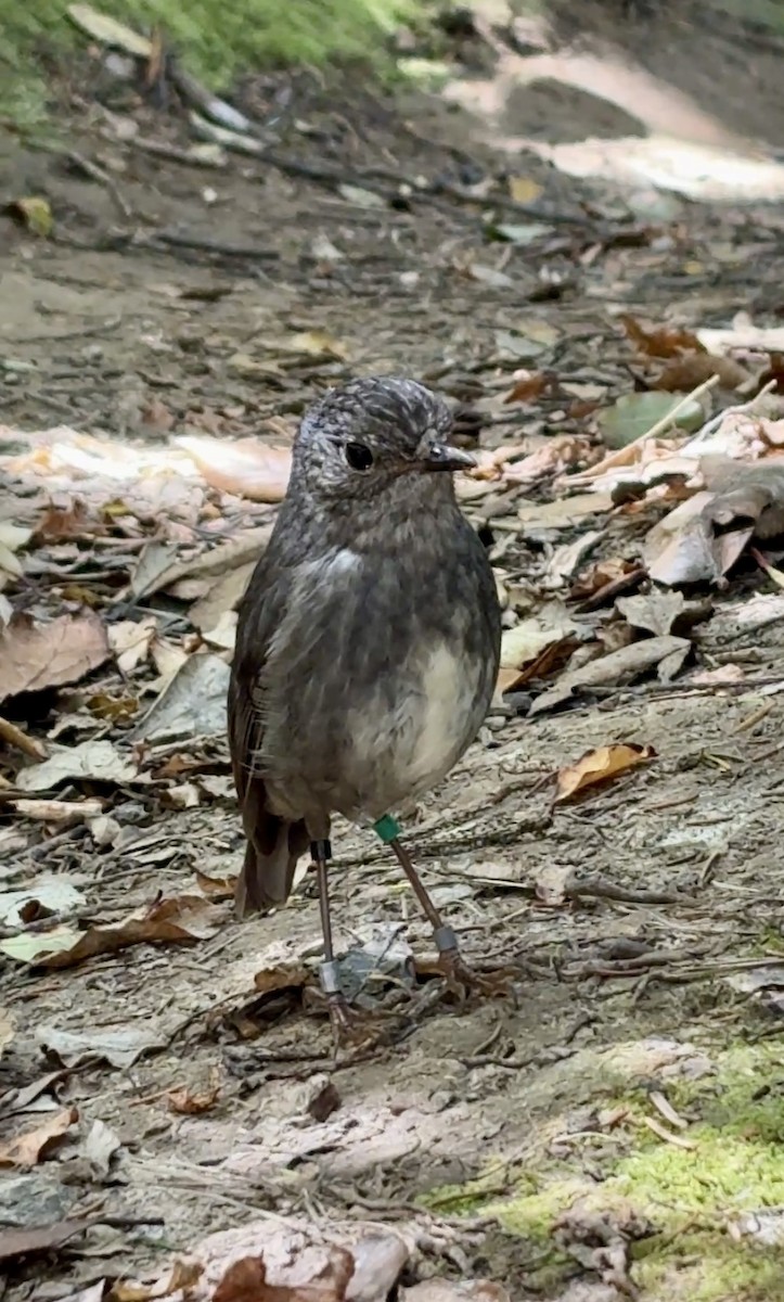 Тоутоваї довгоногий - ML647795620