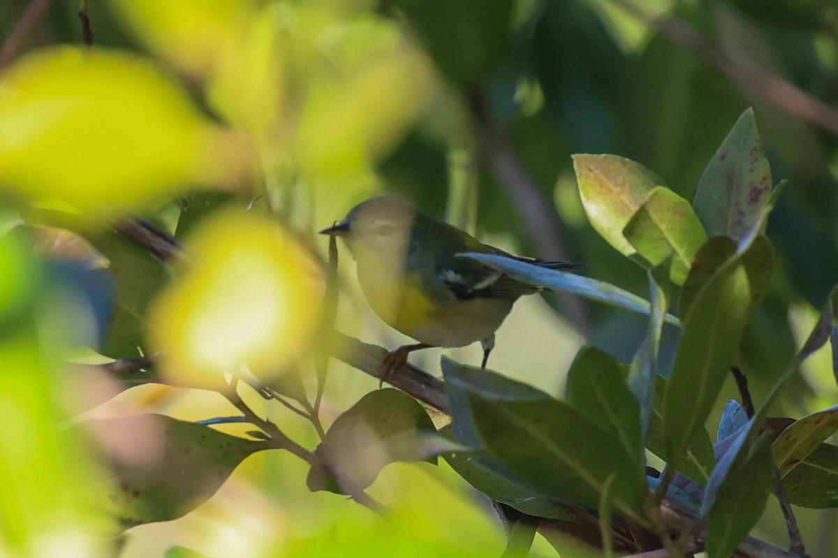 Northern Parula - ML647795628
