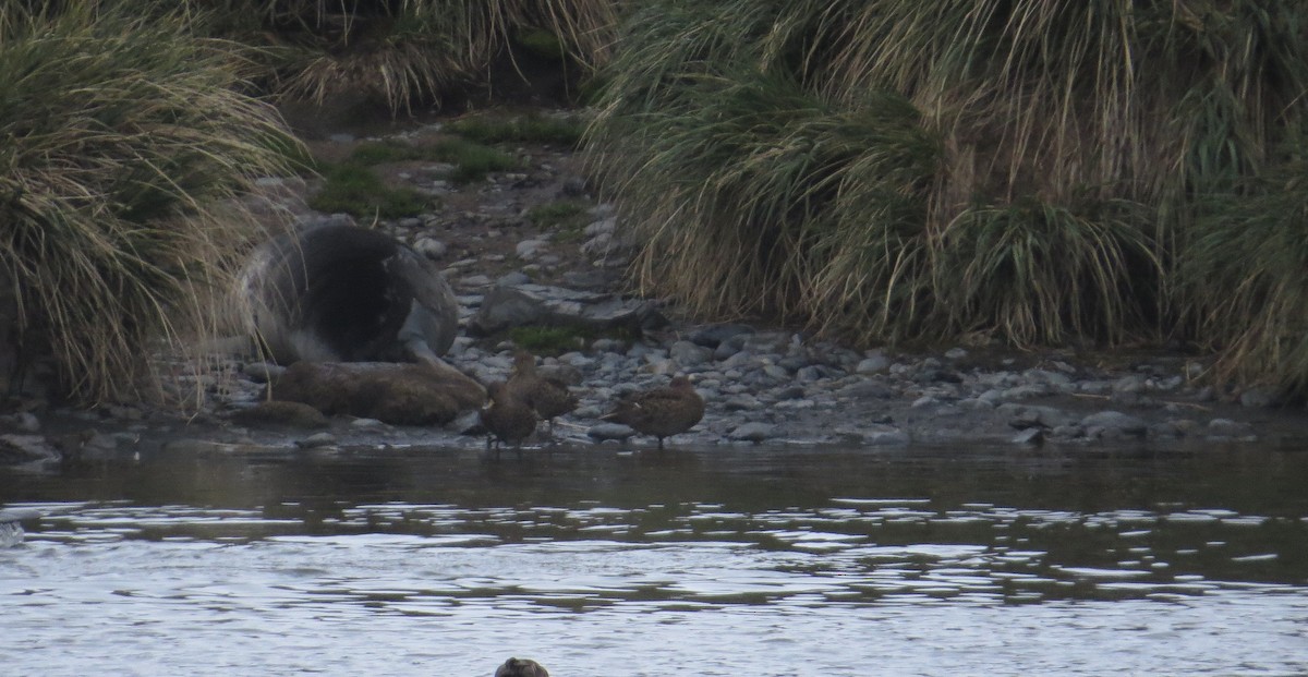 Yellow-billed Pintail (South Georgia) - ML647795646