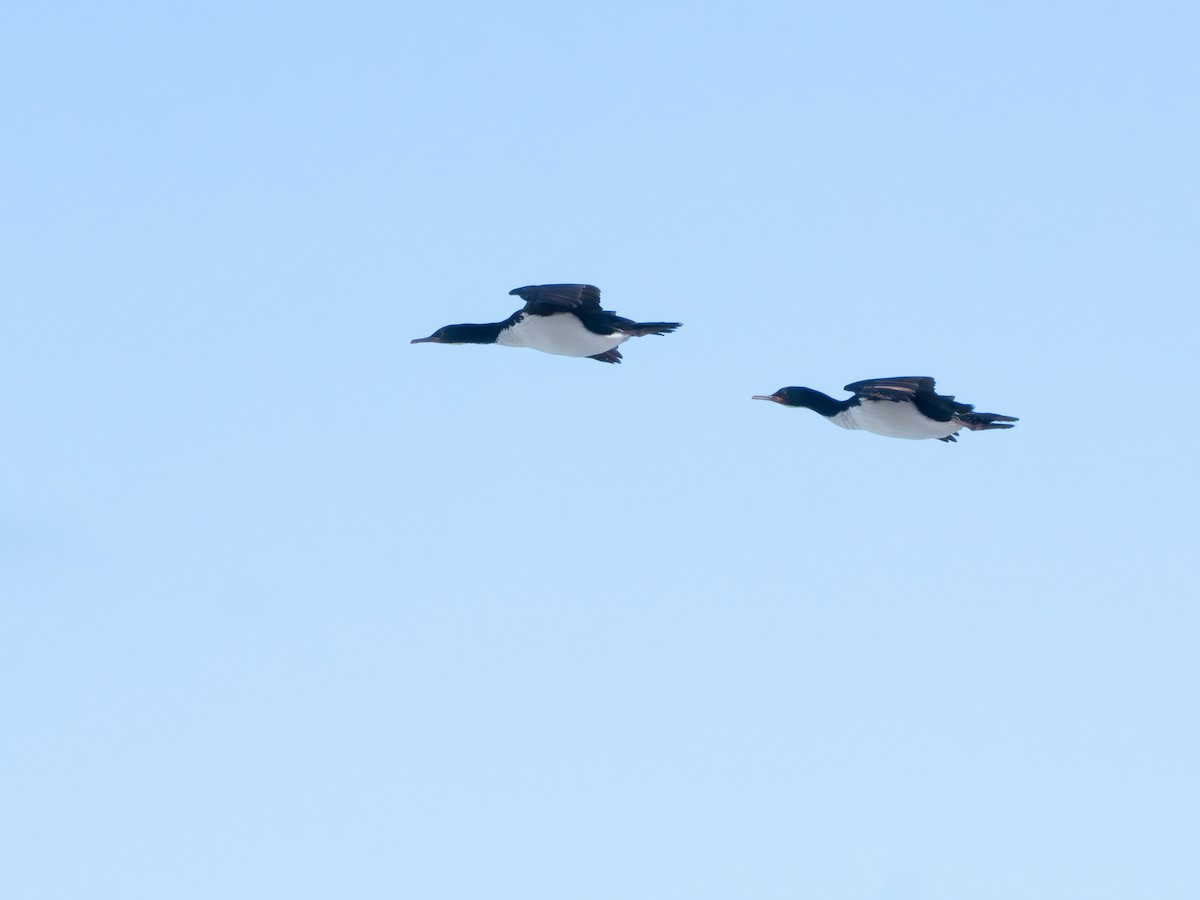 Баклан оклендський - ML647795685