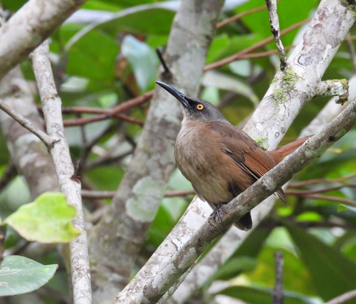 Brown Trembler - ML647795690