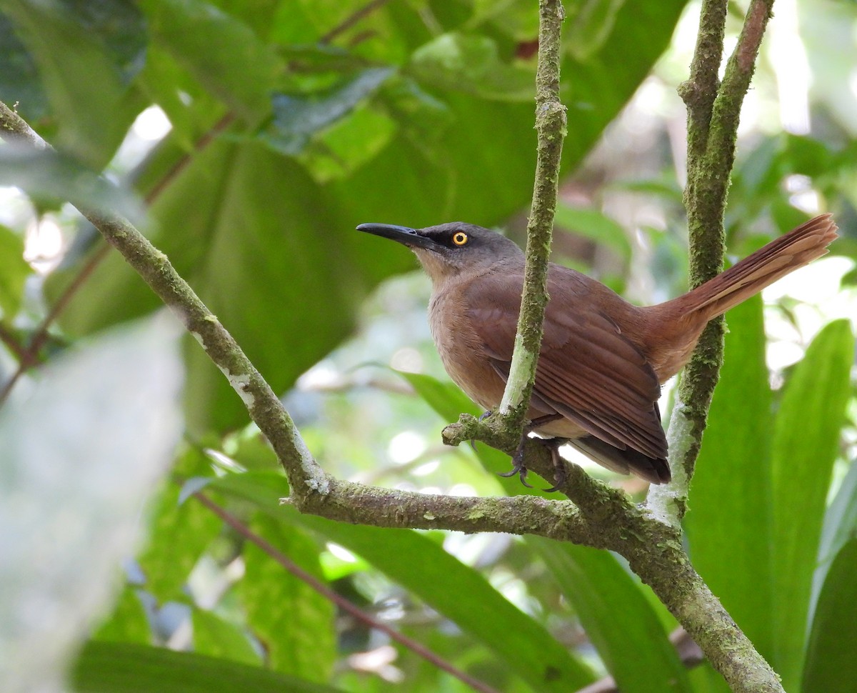 Brown Trembler - ML647795691