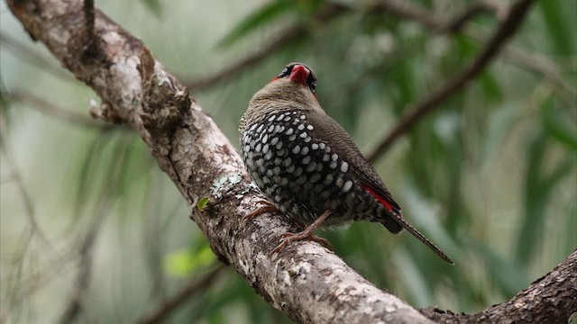 Red-eared Firetail - ML647795695