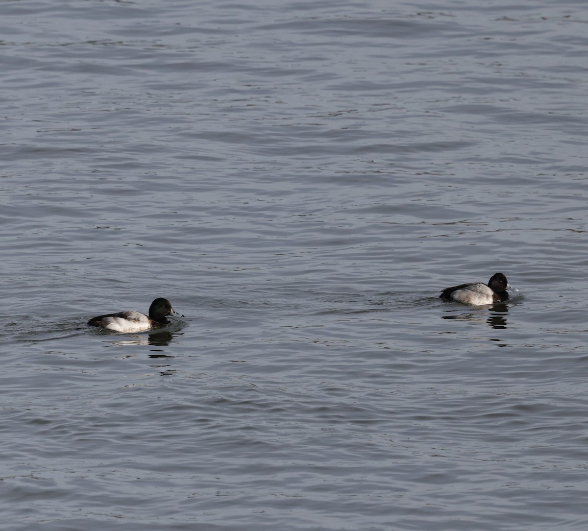 bergand - ML647795718