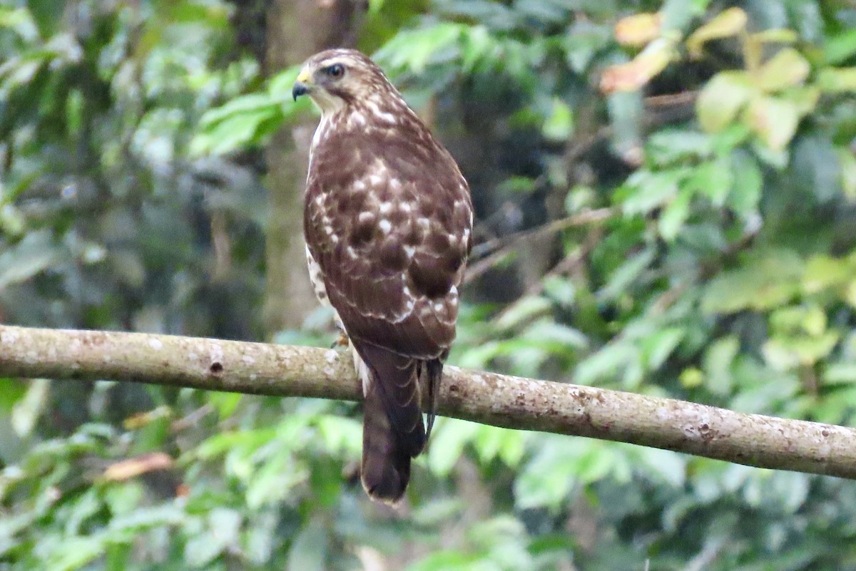 Broad-winged Hawk - ML647795758