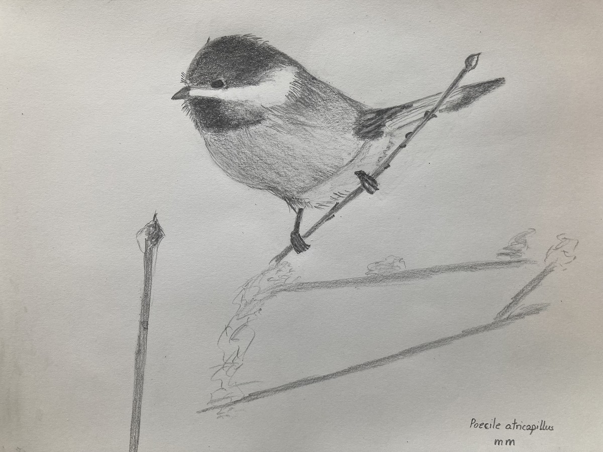 Гаїчка світлокрила - ML647795776