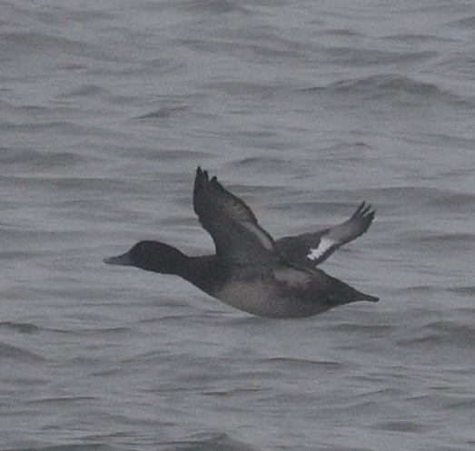 bergand - ML647795794